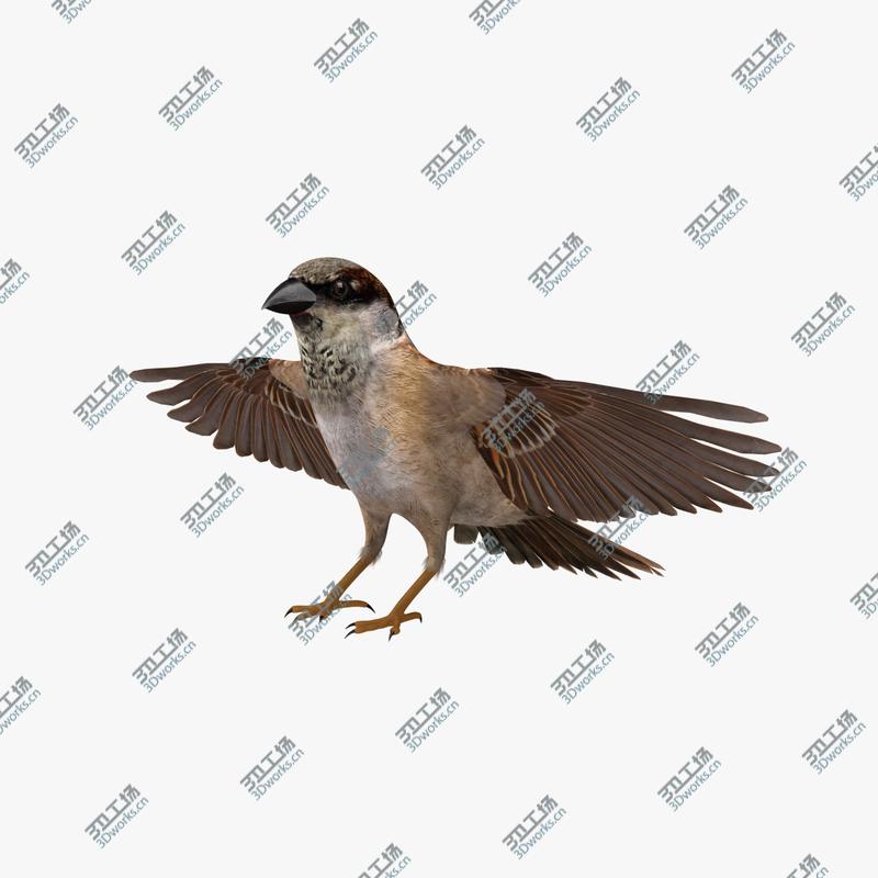 images/goods_img/2021040234/Passer Domesticus 'House Sparrow'/3.jpg